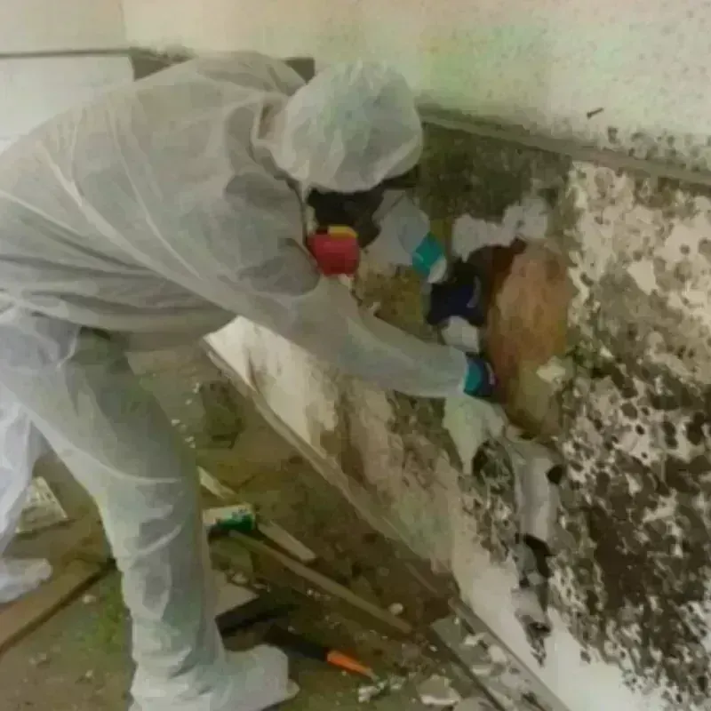 Mold Remediation and Removal in Wellston, MO